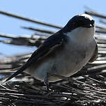 Hirondelle du Chili