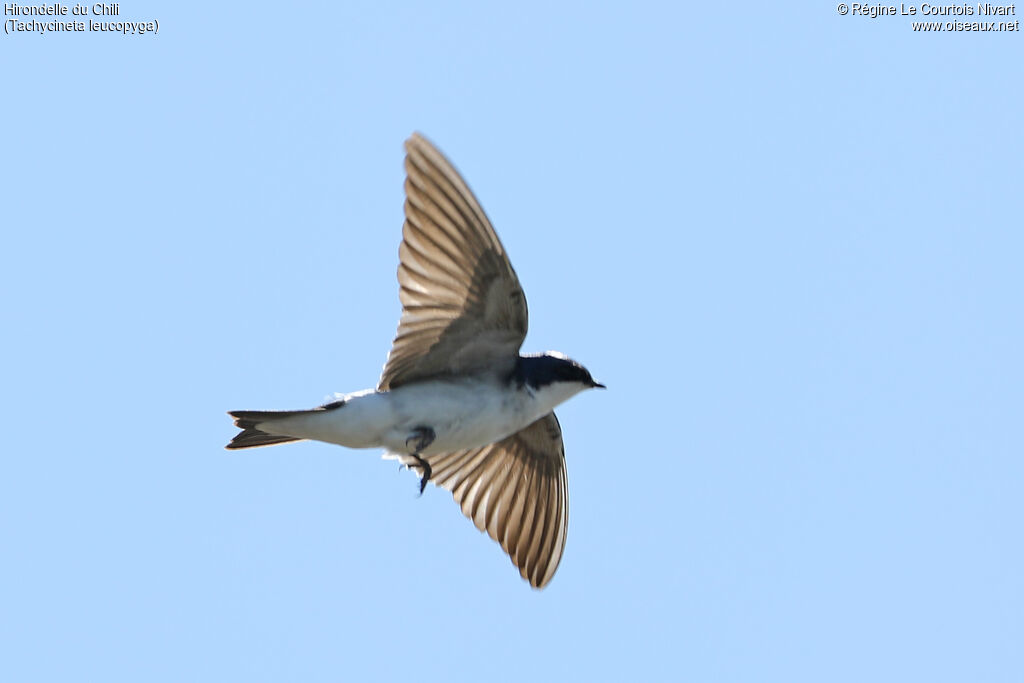Hirondelle du Chili