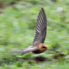 Hirondelle fardée