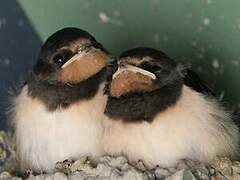 Barn Swallow