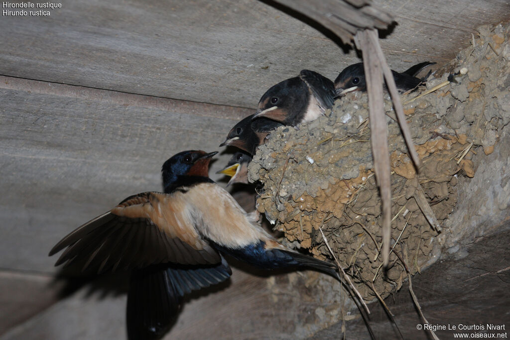 Barn Swallowjuvenile, Reproduction-nesting