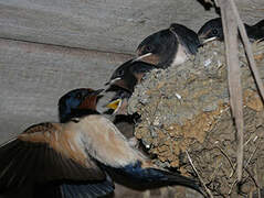 Barn Swallow