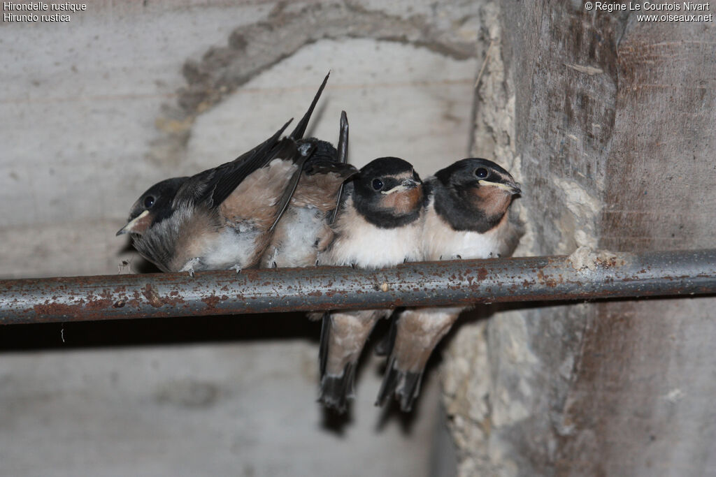 Barn Swallowjuvenile