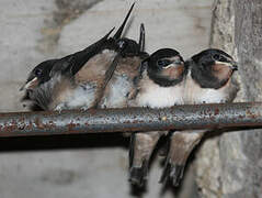 Barn Swallow