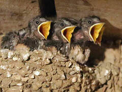 Barn Swallow