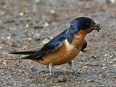 Barn Swallow