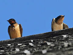 Barn Swallow