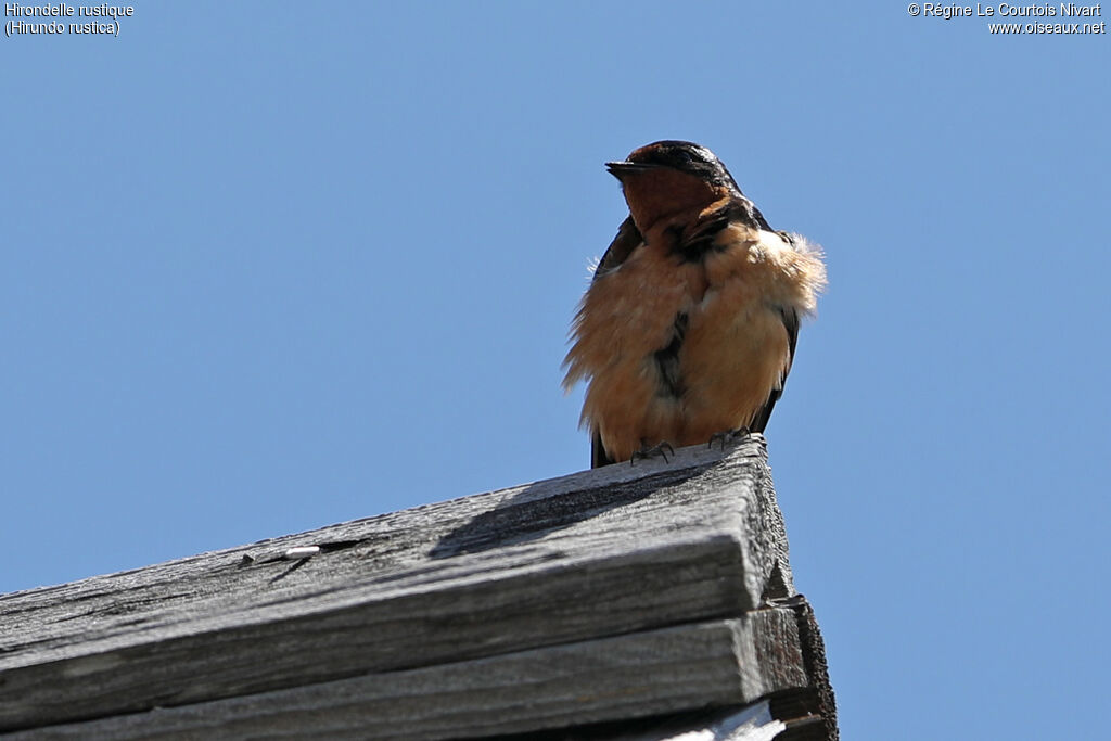 Hirondelle rustique