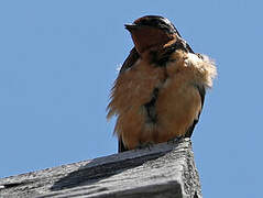 Barn Swallow