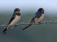 Barn Swallow