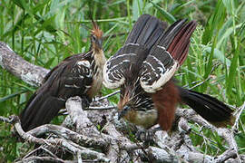 Hoatzin