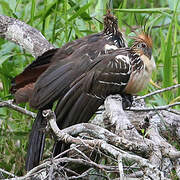 Hoatzin