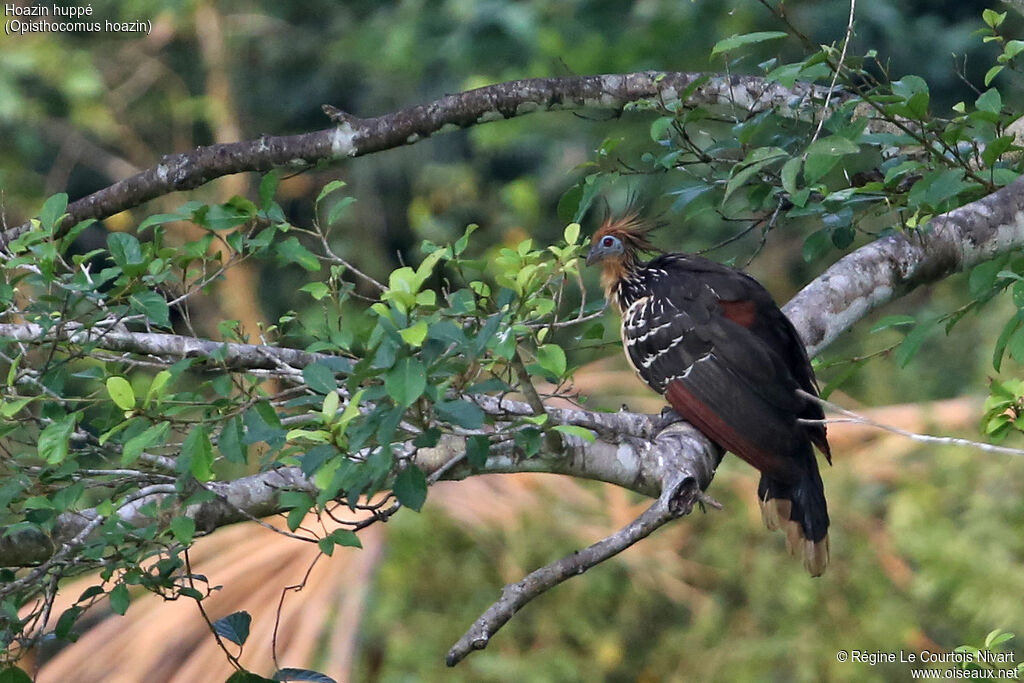 Hoatzin