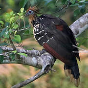 Hoatzin