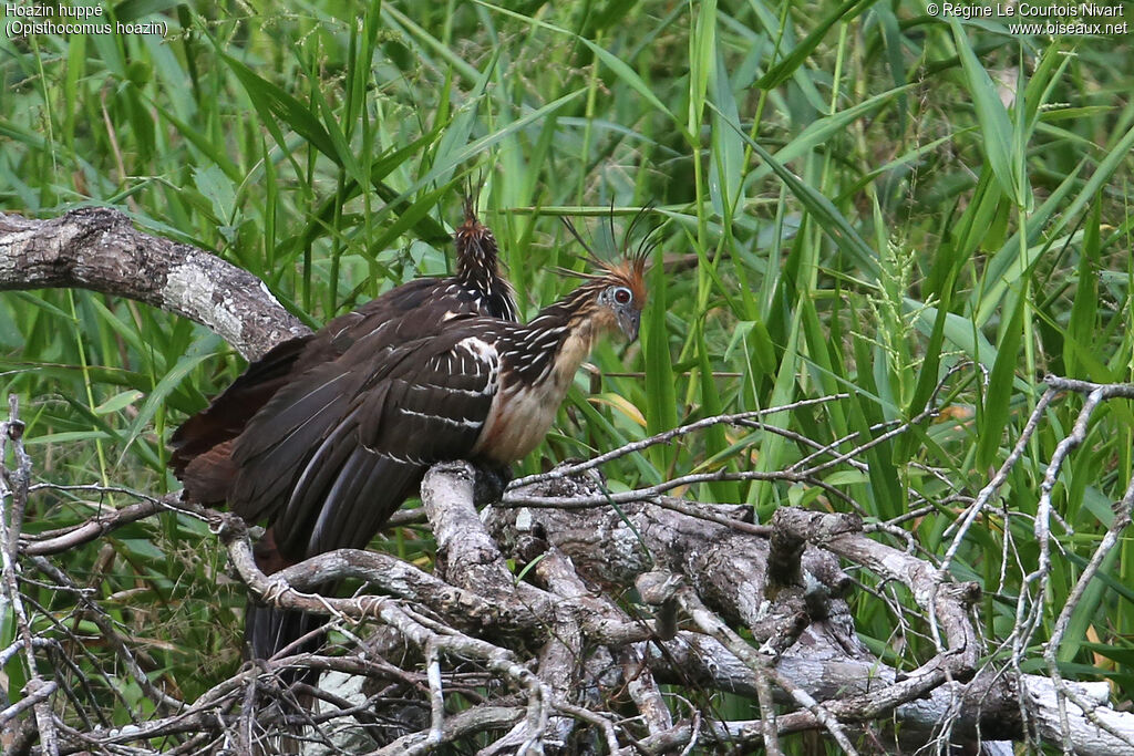 Hoatzin