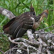 Hoatzin