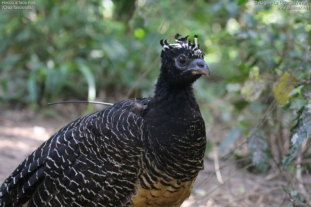 Hocco à face nue femelle