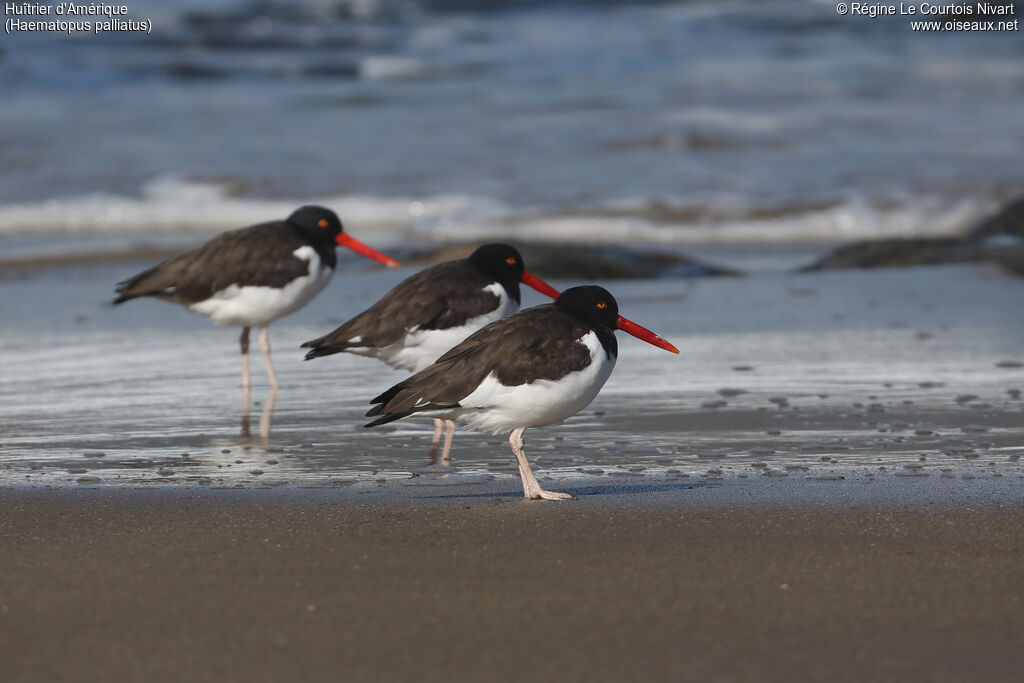 American Oystercatcher