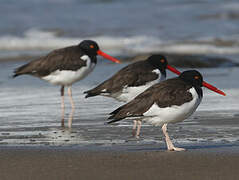 American Oystercatcher