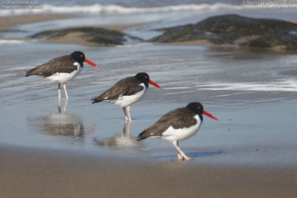 American Oystercatcher