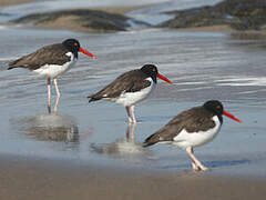 American Oystercatcher