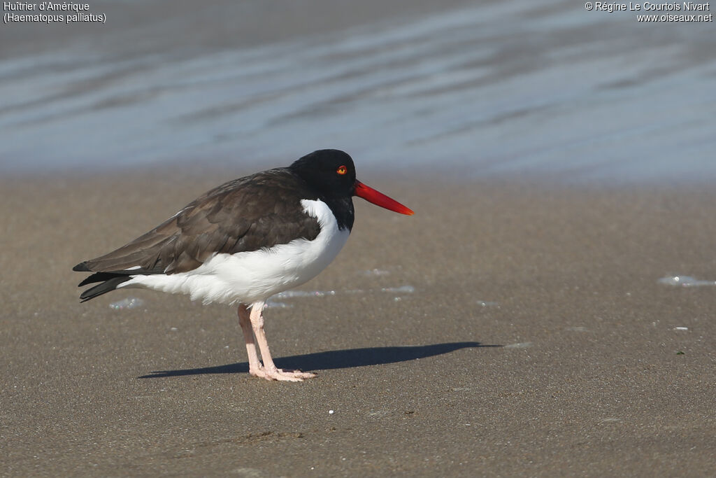 American Oystercatcher