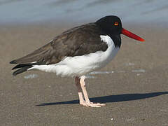 American Oystercatcher