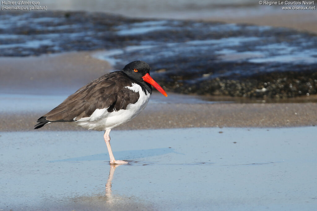 American Oystercatcher