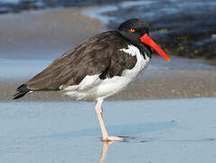 American Oystercatcher