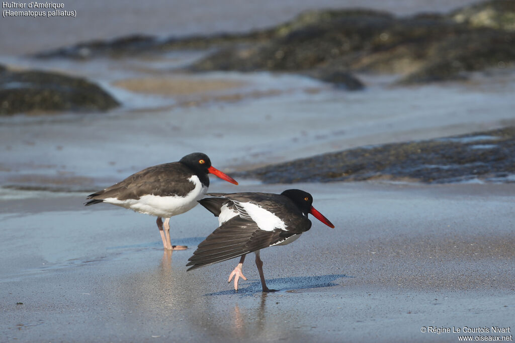 American Oystercatcher