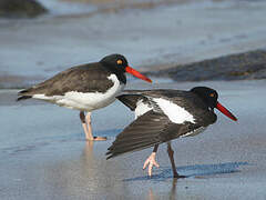 American Oystercatcher