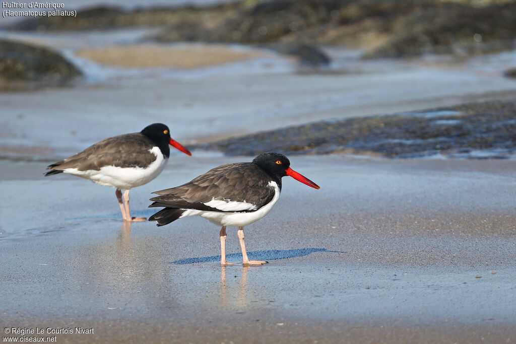 American Oystercatcher