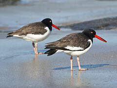 American Oystercatcher