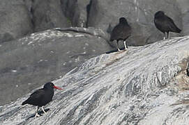 Blackish Oystercatcher