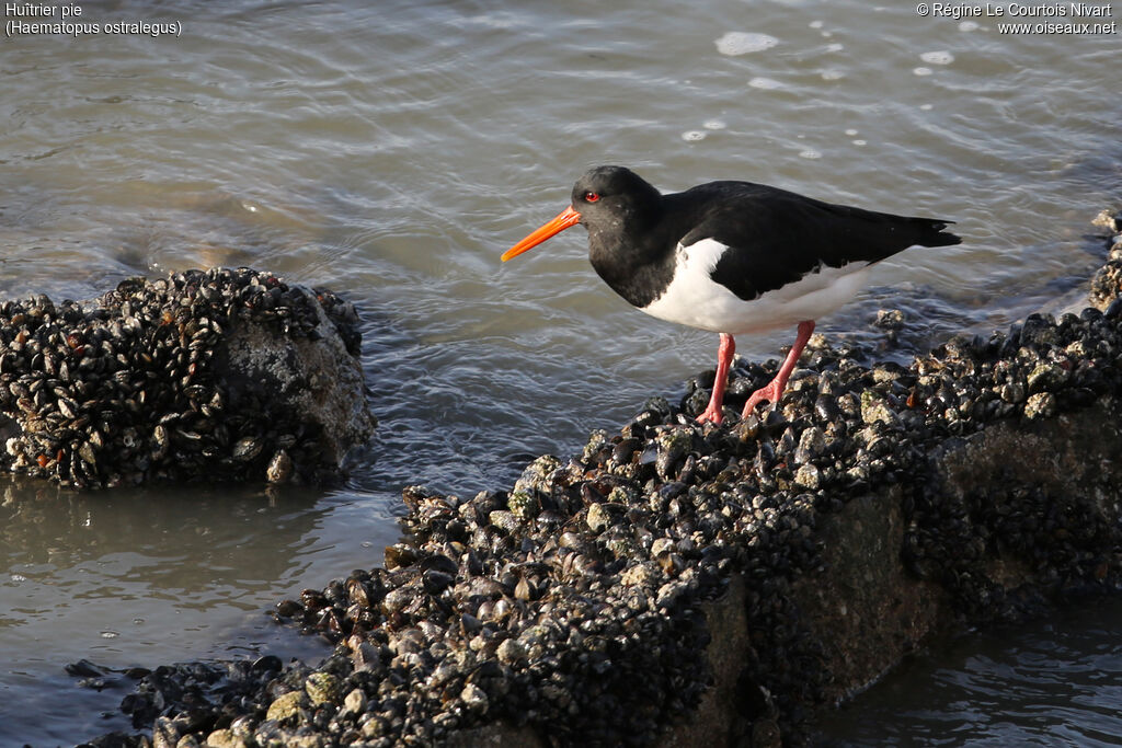 Eurasian Oystercatcher