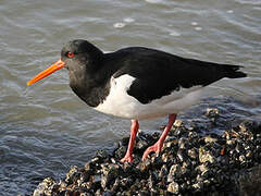 Eurasian Oystercatcher