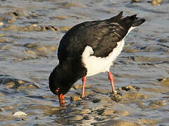 Eurasian Oystercatcher