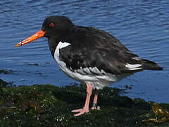 Eurasian Oystercatcher