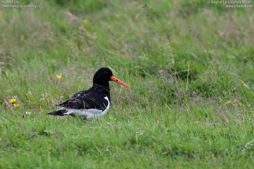 Eurasian Oystercatcher