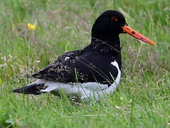 Eurasian Oystercatcher