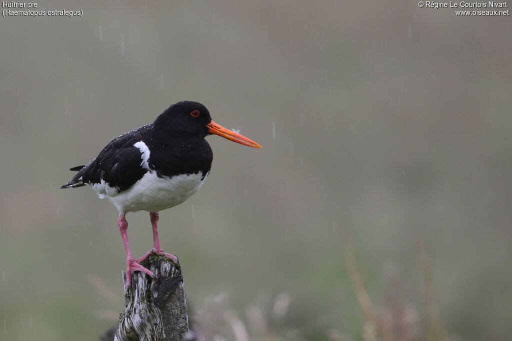 Eurasian Oystercatcher