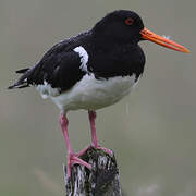 Eurasian Oystercatcher