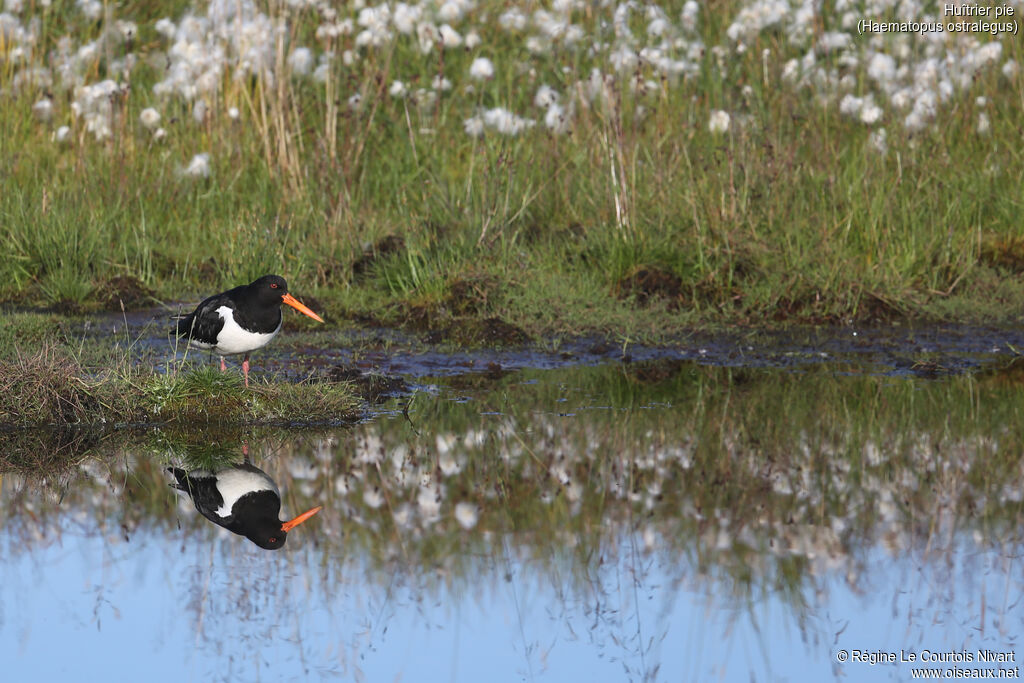 Eurasian Oystercatcher