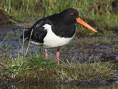 Eurasian Oystercatcher