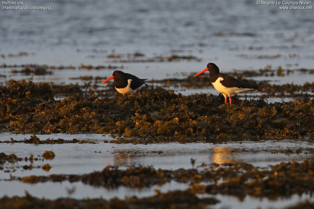 Eurasian Oystercatcher