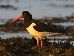 Eurasian Oystercatcher