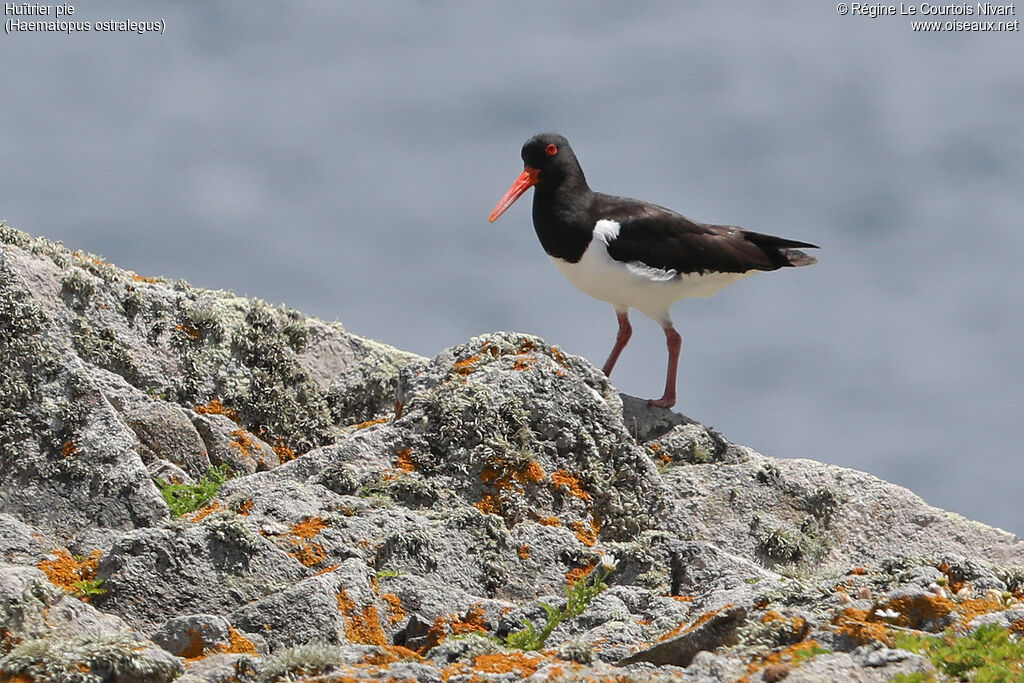 Eurasian Oystercatcher