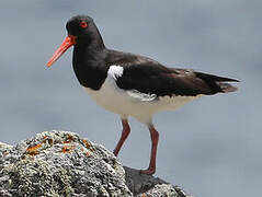 Eurasian Oystercatcher