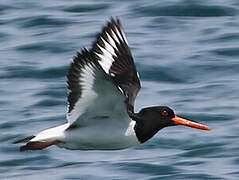 Eurasian Oystercatcher