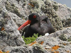 Eurasian Oystercatcher